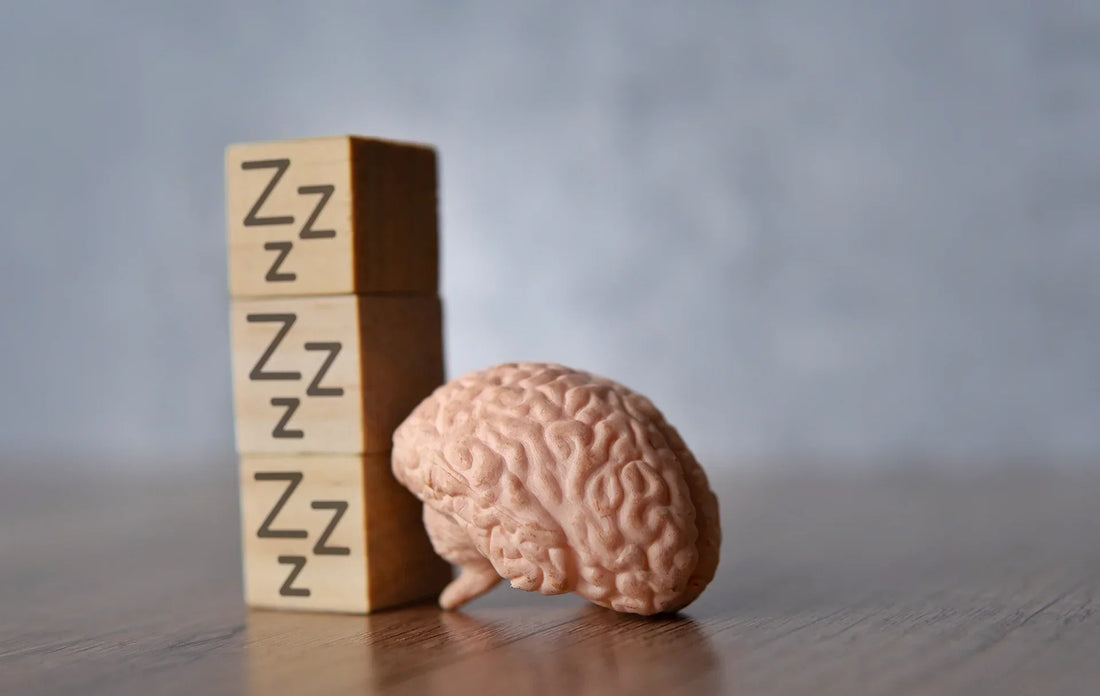Miniature human brain resting against wooden blocks labeled “Zzz”, symbolizing the connection between sleep and brain health.