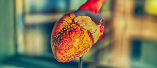 Close-up anatomical model of a human heart highlighting blood vessels, symbolizing cardiovascular inflammation and its connection to brain health.