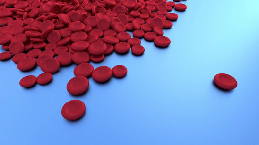 Red Blood Cells and Brain Circulation: The Vascular Link to Cognitive Health