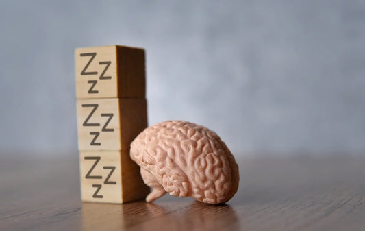 Miniature human brain resting against wooden blocks labeled “Zzz”, symbolizing the connection between sleep and brain health.